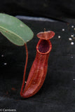 Nepenthes truncata x peltata "Red Phantom"