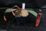 Nepenthes truncata x peltata "Red Phantom"