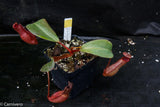 Nepenthes truncata x peltata "Red Phantom"