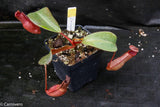 Nepenthes truncata x peltata "Red Phantom"