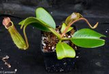 Nepenthes truncata, Hiroshima