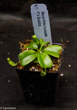 Nepenthes truncata, Hiroshima