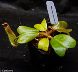 Nepenthes truncata, Hiroshima