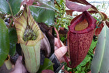 Nepenthes truncata x peltata "Red Phantom"