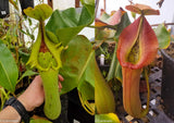 Nepenthes truncata (JB x D), CAR-0183