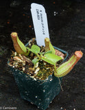 Nepenthes truncata (D#1 x C-Giant), CAR-0034