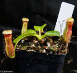 Nepenthes truncata x harryana