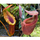 Nepenthes Trusmadiensis BE clone 1 x villosa-Seed Pod