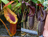 Nepenthes x Trusmadiensis x robcantleyi