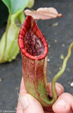 Nepenthes Trusmadiensis x burbidgeae - DM032