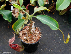 Nepenthes Trusmadiensis x burbidgeae - DM032