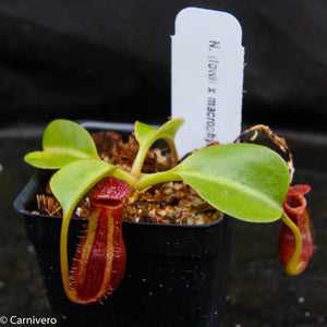 Nepenthes x Trusmadiensis x robcantleyi