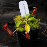 Nepenthes x Trusmadiensis x robcantleyi