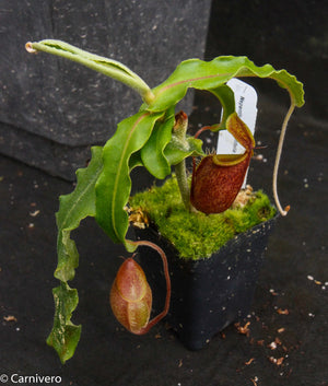 Nepenthes undulatifolia - Exact Plant