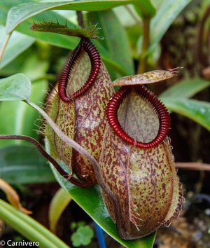 Nepenthes undulatifolia x hamata