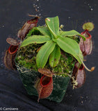 Nepenthes undulatifolia x hamata