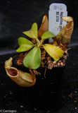 Nepenthes veitchii Bareo, BE-3734