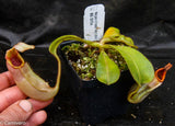 Nepenthes veitchii Bareo, BE-3734