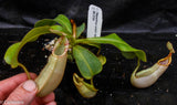 Nepenthes veitchii Bareo, BE-3734