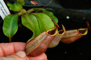 Nepenthes veitchii (Bareo x Candy Yamada)