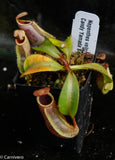 Nepenthes veitchii (Bareo x Candy Yamada)