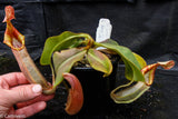 Nepenthes veitchii Kelabit Highlands