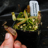 Nepenthes hamata (Tambusisi x Lumut), CAR-0136