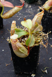 Nepenthes veitchii Bareo, BE-3734