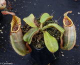 Nepenthes veitchii Bareo, BE-3734