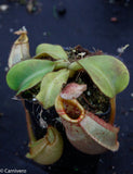 Nepenthes veitchii Bareo, BE-3734