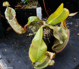 Nepenthes veitchii Bareo, BE-3734