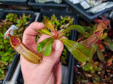 Nepenthes veitchii Bareo, BE-4033