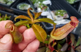 Nepenthes veitchii Bareo, BE-4033