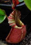 Nepenthes veitchii Bareo, BE-3734