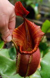 Nepenthes veitchii Bareo, BE-3734