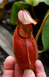 Nepenthes veitchii Bareo, BE-3734