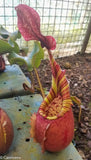 Nepenthes veitchii (selected clones)