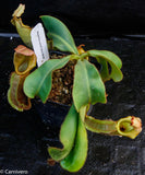 Nepenthes veitchii Bareo, Malesiana Tropicals