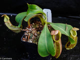 Nepenthes veitchii Bareo, Malesiana Tropicals