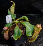 Nepenthes veitchii Bareo, Malesiana Tropicals