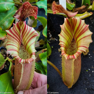 Nepenthes veitchii Kelabit Highlands