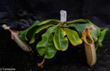 Nepenthes veitchii Kelabit Highlands