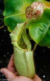 Nepenthes veitchii Bareo - specimen 2