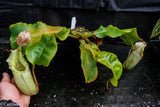 Nepenthes veitchii Bareo - specimen 2