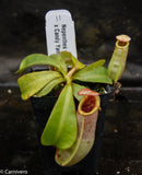 Nepenthes veitchii (Bareo x Candy Yamada)