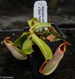 Nepenthes veitchii (Bareo x Candy Yamada)