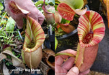 Nepenthes veitchii ("Big Mama" x "The Wave"), CAR-0168