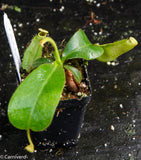 Nepenthes veitchii "Big Mama" x allardii-striped, CAR-0030