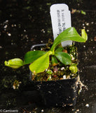 Nepenthes veitchii "Big Mama" x allardii-striped, CAR-0030