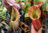 Nepenthes veitchii ("Big Mama" x "Pink Candy Cane"), CAR-0001 - Exact Plant 03/15/24